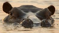 Click to watch 'Wild Heavyweights' (popup) Tales From Zambia